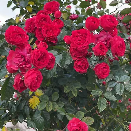 K'kiki Casa de Férias Guamasa