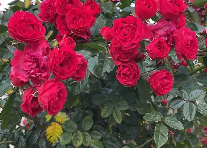 K'kiki בית נופש Guamasa